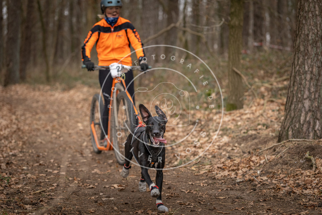 Pfotenfotografie_DV3A7639 | Hundefotografie, Tierfotograf, Pfotenfotografie, Fotoshooting Hund, Hunde Portrait, Hundesport, Hundeportraits, Heideshooting, Hunde, Sportfotograf, Hundefotograf, Turnierhundsport, THS,  - Realisiert mit Pictrs.com