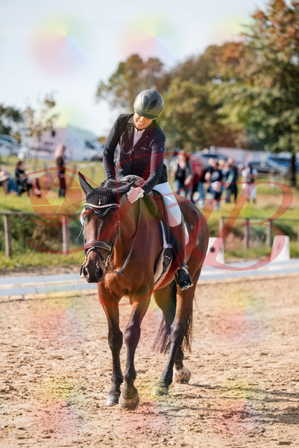 2026_10_03_Siefer-Hof_130548_Z63_69899245 | Professionelle Reitsport-, Turnier- und Eventfotografie von Robert Broda. Galerien mit ausgewählten und bearbeiteten Bildern direkt online ansehen und bestellen.