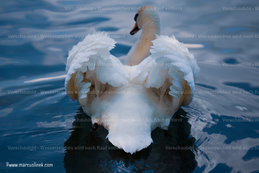 DSC01140-2 | marcuslinek