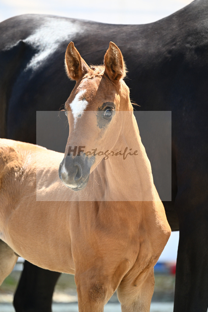 Kat-Nr. 26 SF DSP Feliciano_Ehrle_12230616 | hf-fotografie - Realisiert mit Pictrs.com