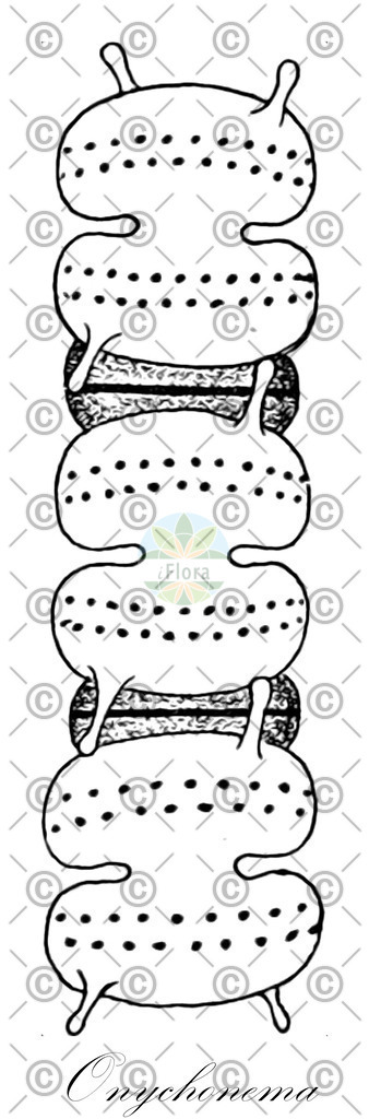 HistAbb_wfo-0001318934_1_ENZY_Simple | Historische Abbildung von Onychonema - Desmidiaceae (0) | Historical Illustration of Onychonema - Desmidiaceae (0)