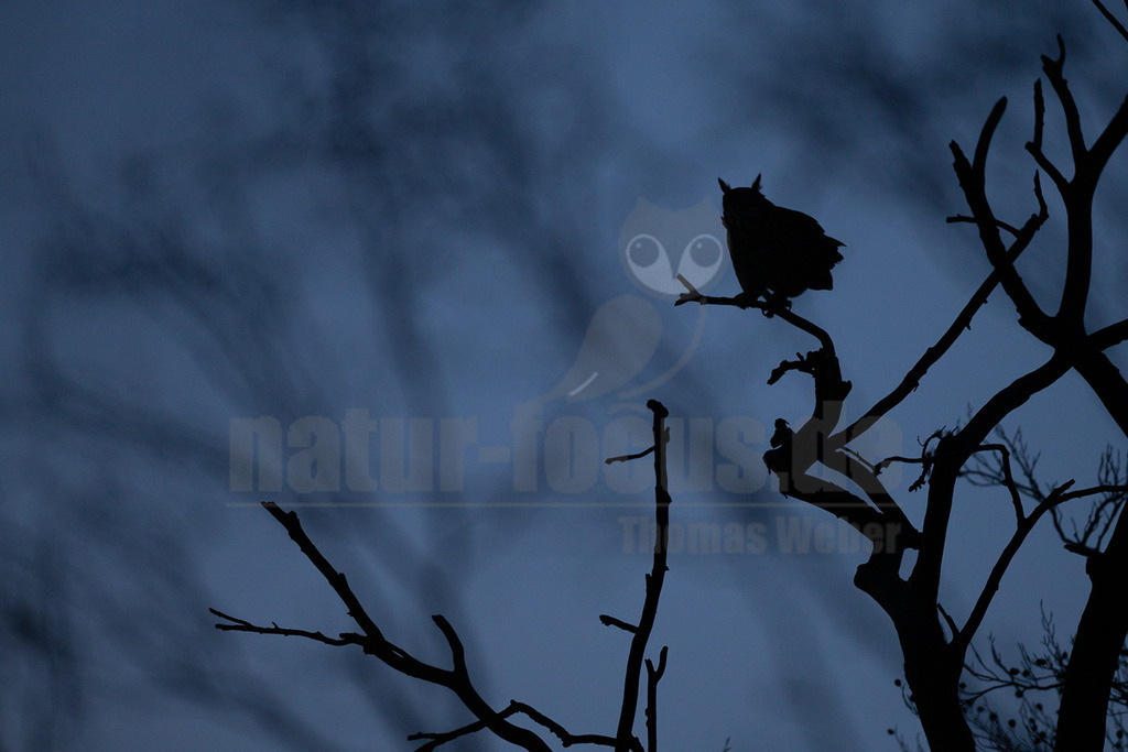 R6NF5400_20241222 | Der Uhu zählt zu den Spitzenprädatoren. Die Nahrung kann je nach Lebensraum stark variieren. Oft erbeutet er Säugetiere wie Hasen, Ratten oder Kaninchen. - Realisiert mit Pictrs.com