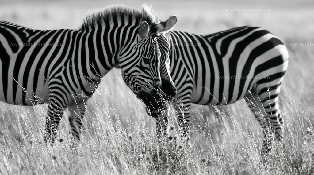 KI00108 | Wandbilder, Bilder, Fotograf in Marburg, Tierbilder, Wandfotos, Bilder Shop, Günstige Bilder, Schwarz-Weiß Bilder, Ralph Heiser