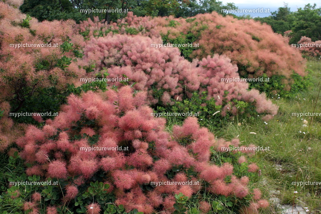 Perückenstrauch-008 | Das Bilderarchiv über Tiere, Planzen und Landschaften. In der Bilddatenbank finden Sie ein große Auswahl an hochwertigen Bilder für Ihre Werbung - Realisiert mit Pictrs.com