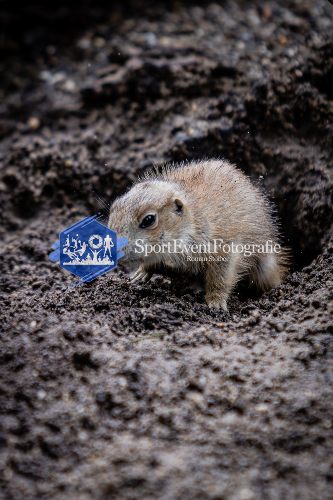 IMG_6107 | SportEventFotografie - Roman Stoiber