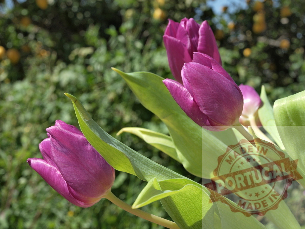 Purple tulips growing in a garden with lemon trees in the background | Purple tulips blooming in a garden, with lemon trees providing a contrasting backdrop - Realized with Pictrs.com