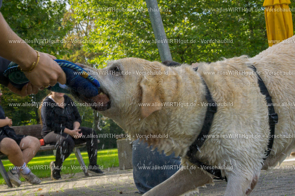 Hundeschwimmen_Grefrath_2026-allesWIRTHgut_Tierfotografie-13_04-DSC00222 | Professionelle Tierfotografie in Mönchengladbach von Daniel Wirth (allesWIRTHgut). Liebevolle & natürliche Bilder von Hunden & Katzen für unvergessliche Erinnerungen.