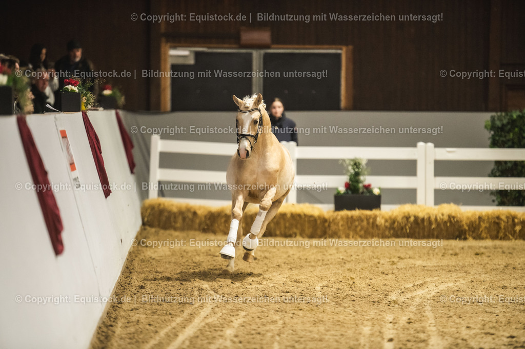 20240302_Hengstvorstellung_Marbach_TOMsPiC_0823 | equistock