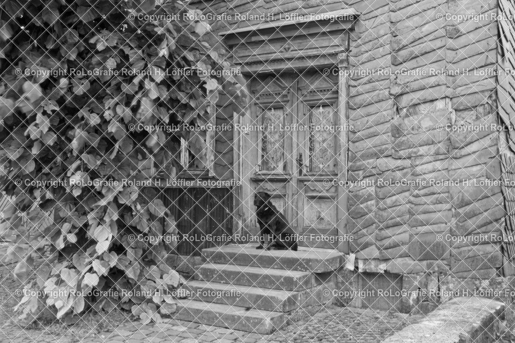 Altes-Haus-02-G | Altes Haus, Hauseingang mit Steintreppe auf der ein schwarzer Labrador sitzt - Realisiert mit Pictrs.com