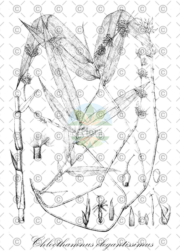 HistAbb_wfo-0000095640_1_ENZY_Simple | Historische Abbildung von Chloothamnus elegantissimus - Poaceae | Historical Illustration of Chloothamnus elegantissimus - Poaceae