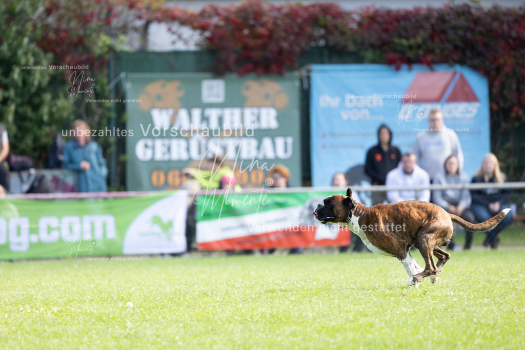 _16A5334 | Einzigartige Fotos von Hunden & Menschen –Actionfotos, Portraits, Vereinsaufnahmen & Paarshootings – authentisch, lebendig & mit Herz.