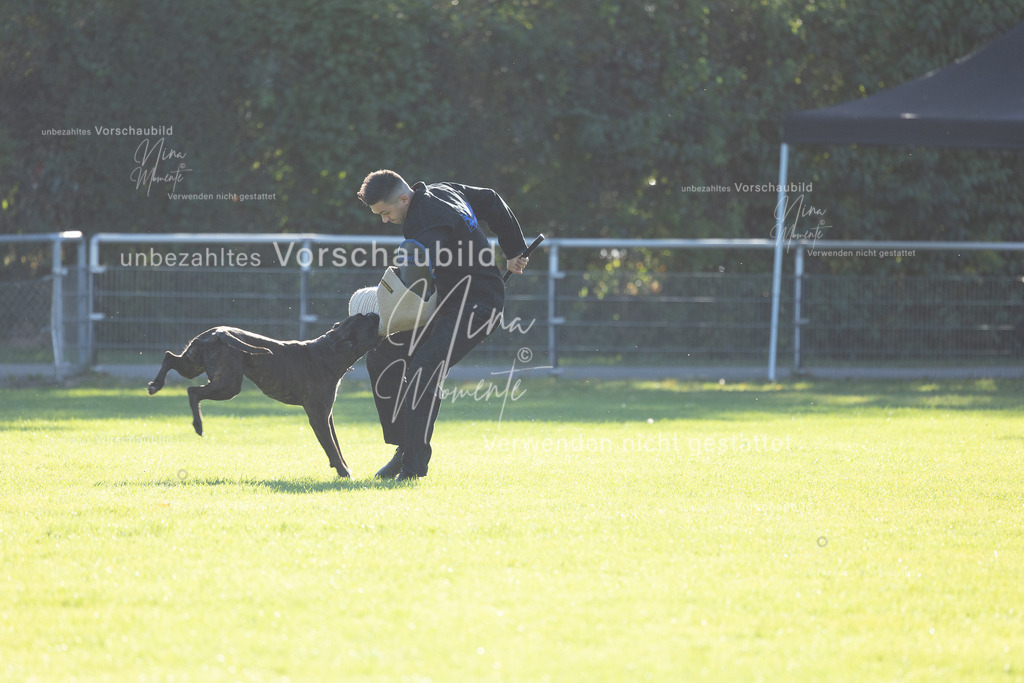 _16A4896 | Einzigartige Fotos von Hunden & Menschen –Actionfotos, Portraits, Vereinsaufnahmen & Paarshootings – authentisch, lebendig & mit Herz.