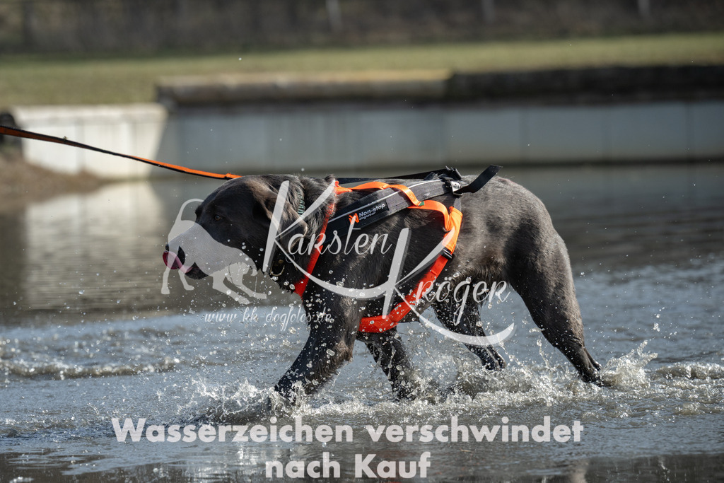 1147_ZZ96492-3 | kk-dogfotos