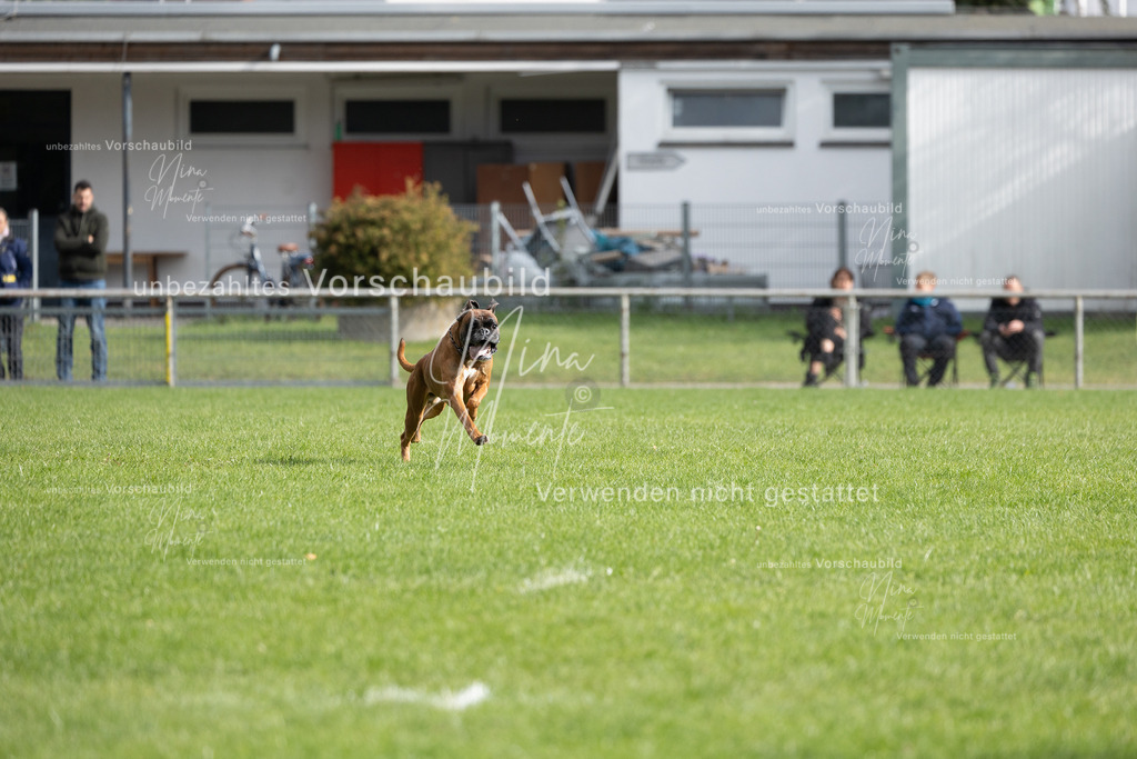 _16A7012 | Einzigartige Fotos von Hunden & Menschen –Actionfotos, Portraits, Vereinsaufnahmen & Paarshootings – authentisch, lebendig & mit Herz.
