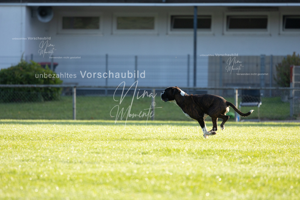 _16A6154 | Einzigartige Fotos von Hunden & Menschen –Actionfotos, Portraits, Vereinsaufnahmen & Paarshootings – authentisch, lebendig & mit Herz.