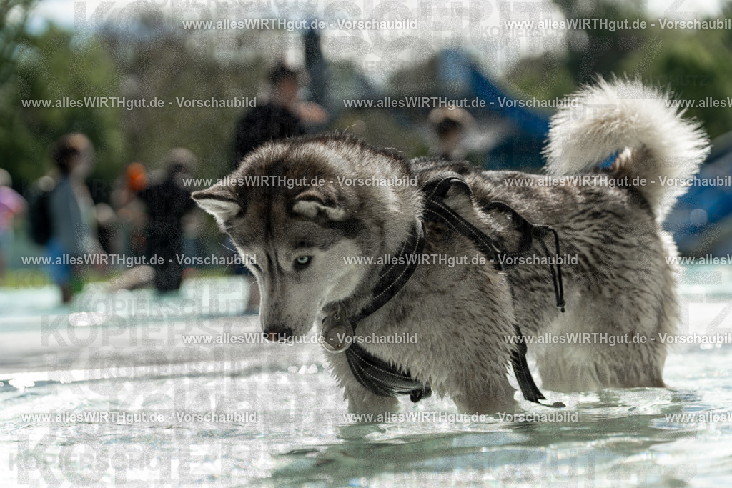 Hundeschwimmen_Volksbad_2026-allesWIRTHgut_Tierfotografie-2609061359-7R500998 | Professionelle Tierfotografie in Mönchengladbach von Daniel Wirth (allesWIRTHgut). Liebevolle & natürliche Bilder von Hunden & Katzen für unvergessliche Erinnerungen.