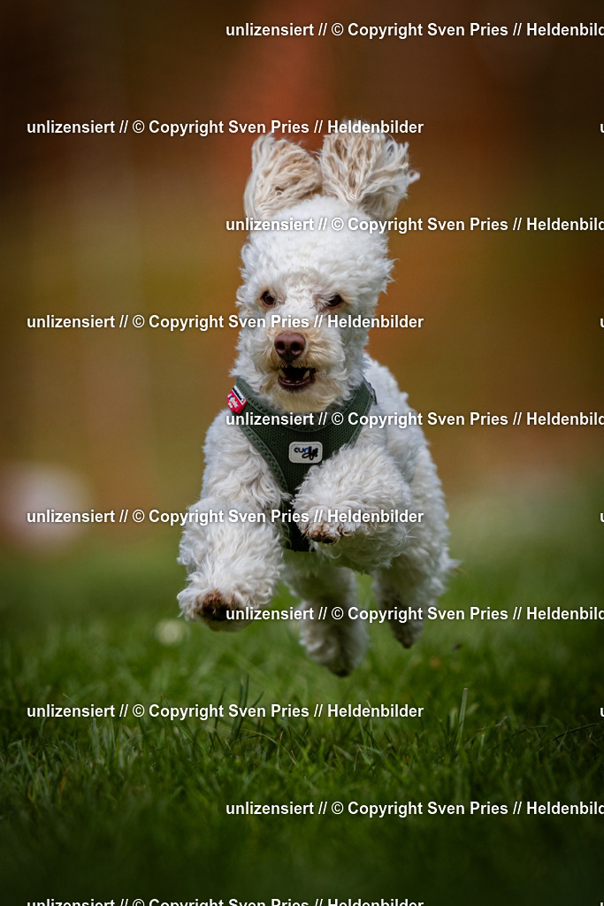 Sven Pries | 2025-04-13 - Hunderennen Baden-Baden - Realisiert mit Pictrs.com