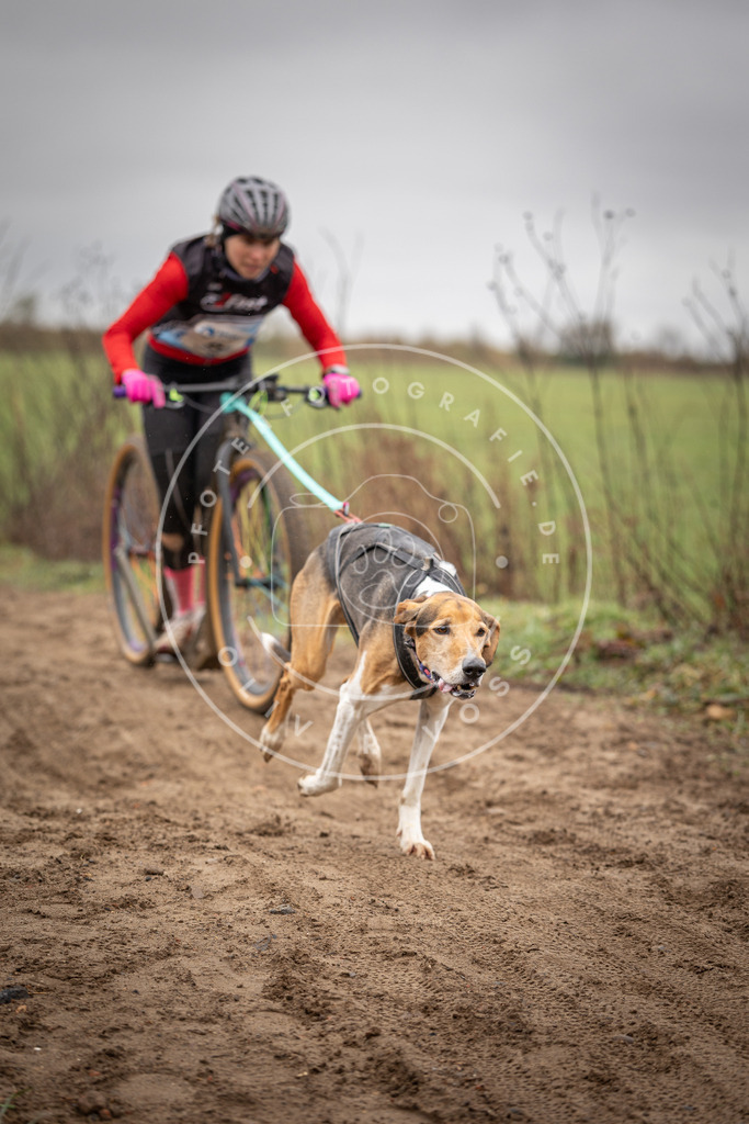 DV3A9153 | Hundefotografie, Tierfotograf, Pfotenfotografie, Fotoshooting Hund, Hunde Portrait, Hundesport, Hundeportraits, Heideshooting, Hunde, Sportfotograf, Hundefotograf, Turnierhundsport, THS,  - Realisiert mit Pictrs.com