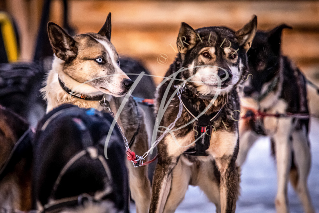 4B06A496-AC7E-4AF7-A30D-EBD27FF5FDF2 | traudl_s_fotos