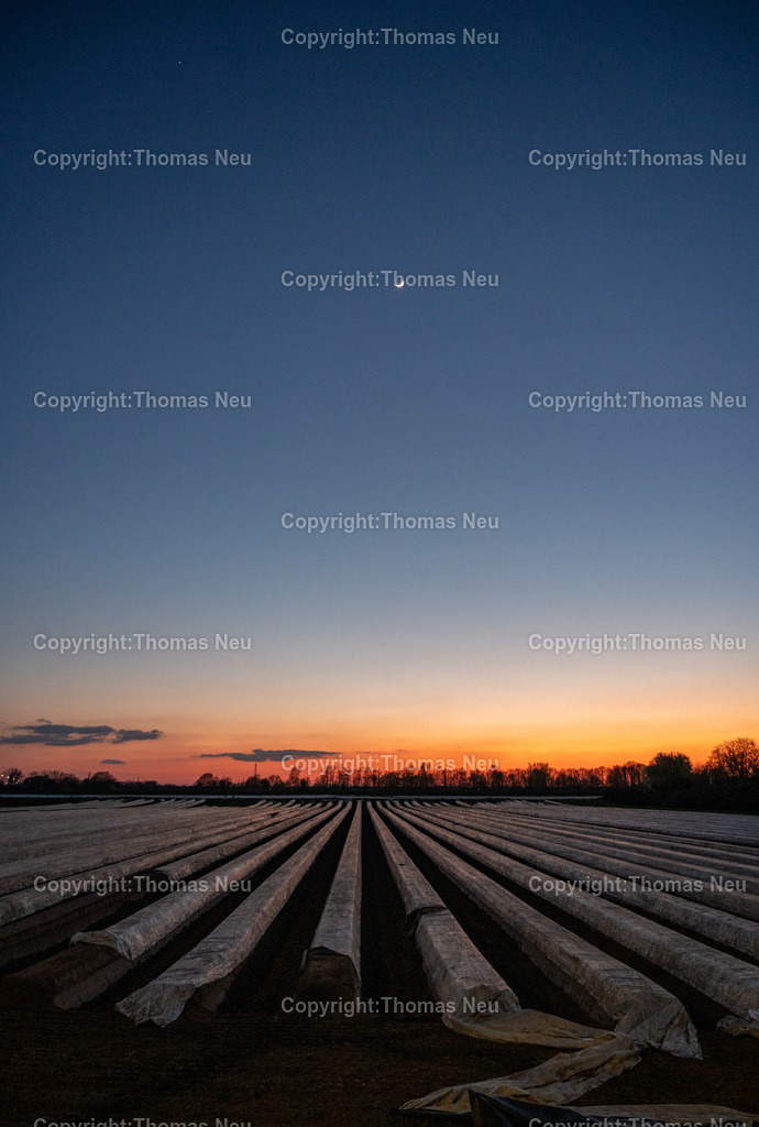 Spargelfeld_Abendsoinne_DSC_9076 | ,Bensheim, Blaue Stunde über Spargelfeld Am Berliner Ring in der Nähe des Tennisvereins hat unser Fotograf die Spargelfelder in der Abendsonne fotografiert, ,, Bild: Thomas Neu