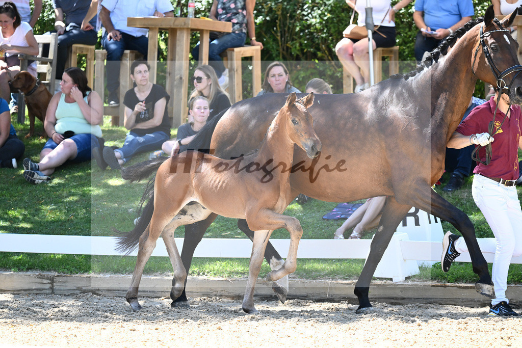 Kat-Nr. 44 HF DSP Va Bene x Sir Donnerhall_Kopp_27230706 | hf-fotografie - Realisiert mit Pictrs.com