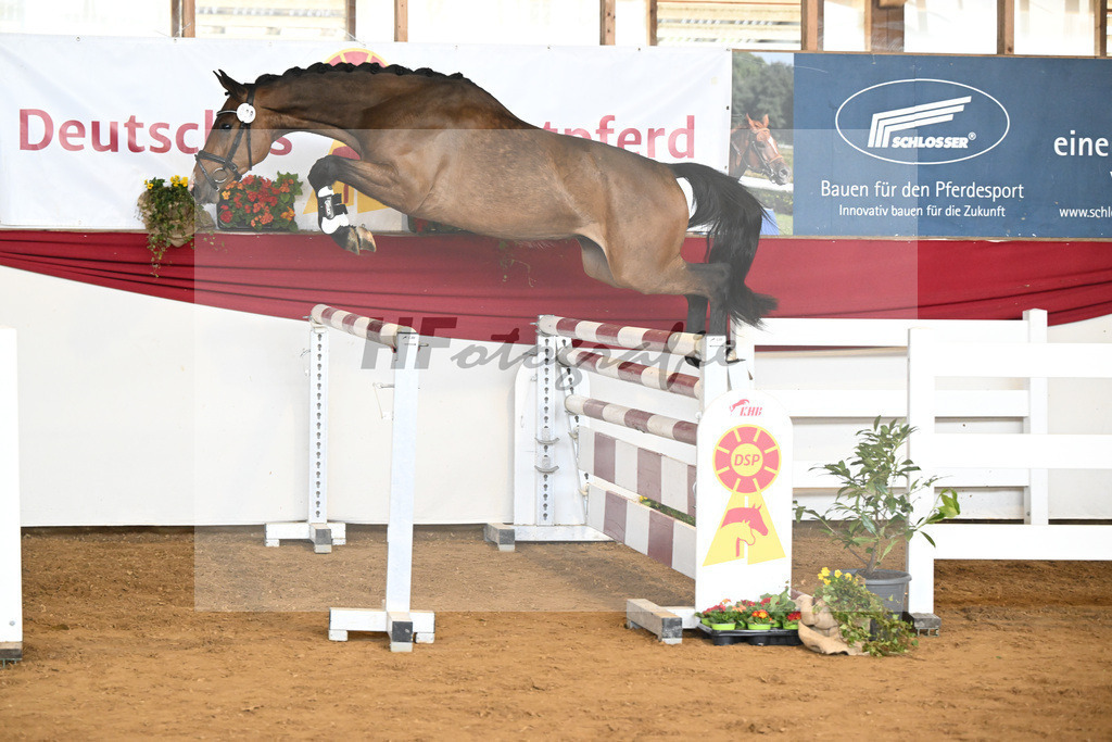 Kat-Nr. 28 Calypso v. Conthalou_Sefrin_16250706 | hf-fotografie - Realizzato con Pictrs.com