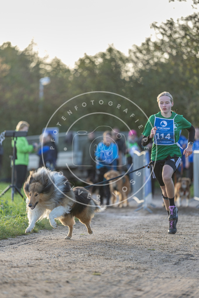 Pfotenfotografie.de_DV3A2490 | Hundefotografie, Tierfotograf, Pfotenfotografie, Fotoshooting Hund, Hunde Portrait, Hundesport, Hundeportraits, Heideshooting, Hunde, Sportfotograf, Hundefotograf, Turnierhundsport, THS, canicross - Realisiert mit Pictrs.com