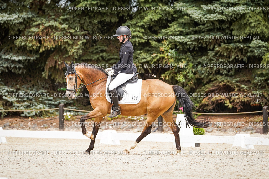 DSC04450 | Pferdegrafie