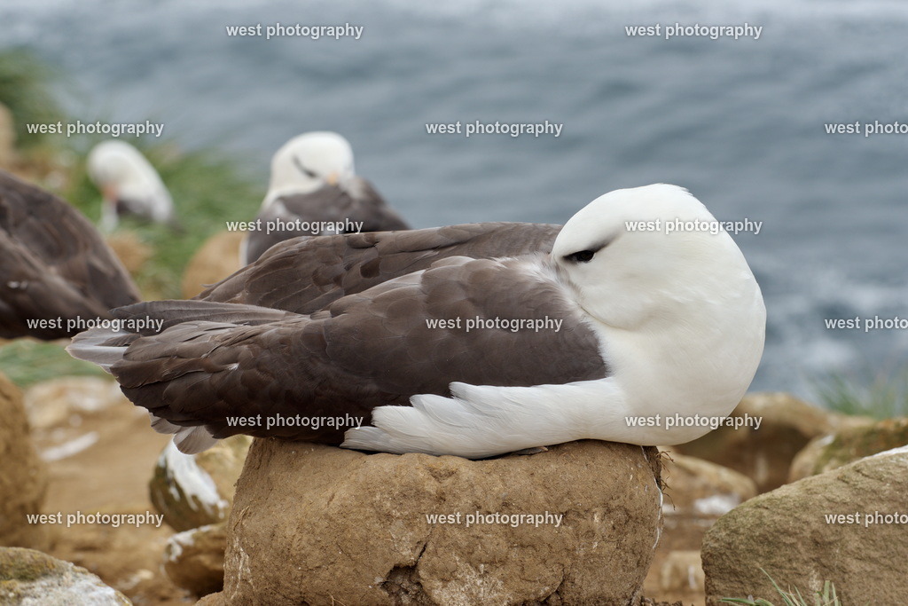 Breeding Albatross 1 SND - FLK 2014 | west photography - Realisiert mit Pictrs.com