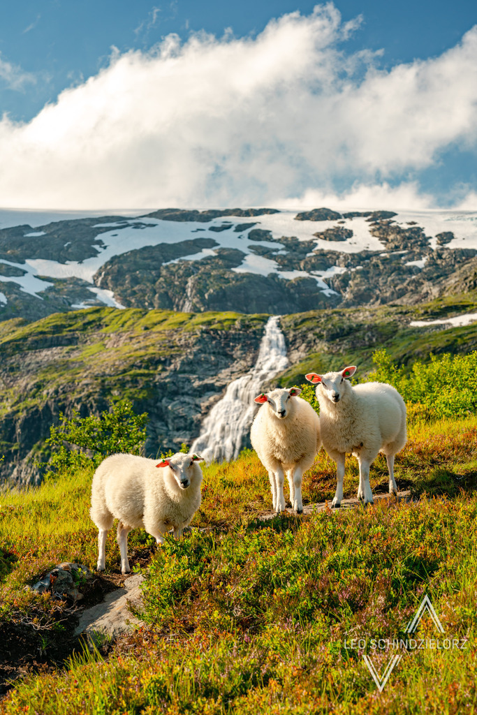 Fotografie_Leo_Schindzielorz_NO_Sommer_Raundalsvatnet_Hane_Kamb_20220811_A7R03177_org | Atmosphärische Landschaftsbilder & Drohnenaufnahmen aus dem Allgäu, Tirol, Südtirol & der Schweiz – ideal für Leinwanddrucke & zur stilvollen Raumgestaltung. - Realisiert mit Pictrs.com