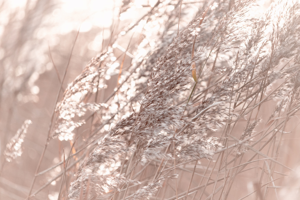 Wandbild: Schilf weht im Sonnenlicht in dezentem Beigeton | Dieses Wandbild im Querformat zeigt wehenden Schilf im abendlichen Sonnenlicht. Der Schilf bringt durch einen schönen Beige- und Sandton Wärme ins Bild. Teilweise ergibt sich durch die Bewegung der Halme eine leichte Bewegungsunschärfe, die das Bild interessant macht. Sie lieben maritime Deko? Dann passt dieses Wandbild perfekt zu Ihnen. Verschönern Sie Ihr Zuhause im Wohnzimmer, Schlafzimmer und Küche. Oder schaffen Sie ein tolles Urlaubsflair in Ihrer Ferienwohnung. Dieses Wandbild ist auf Leinwand, Aluminium-Platte, Acrylglas oder als Holzdruck erhältlich. Die Wandbilder werden individuell für Sie in vielen Abmessungen produziert. Daher passen die Ostseekult Wandbilder immer perfekt an Ihre Wände.  - Realisiert mit Pictrs.com