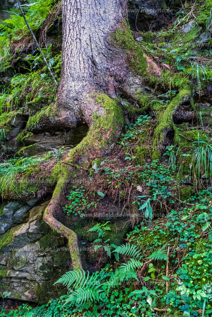 Langfingrige Wurzel | Naturfoto aus Österreich / Kärnten