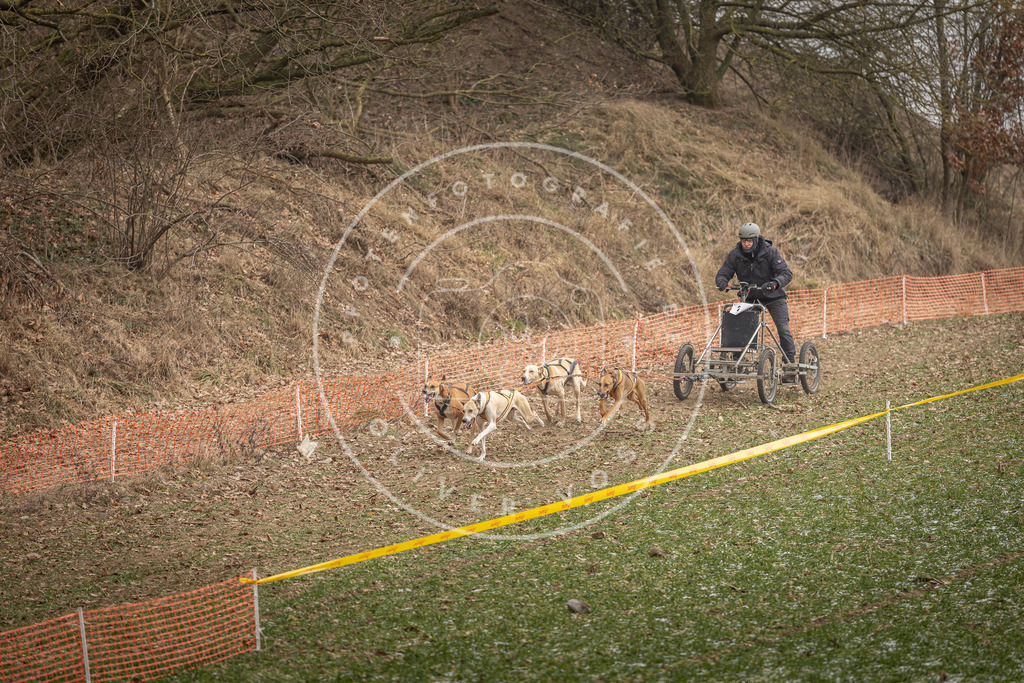 Pfotenfotografie_DV3A8073 | Hundefotografie, Tierfotograf, Pfotenfotografie, Fotoshooting Hund, Hunde Portrait, Hundesport, Hundeportraits, Heideshooting, Hunde, Sportfotograf, Hundefotograf, Turnierhundsport, THS,  - Realisiert mit Pictrs.com
