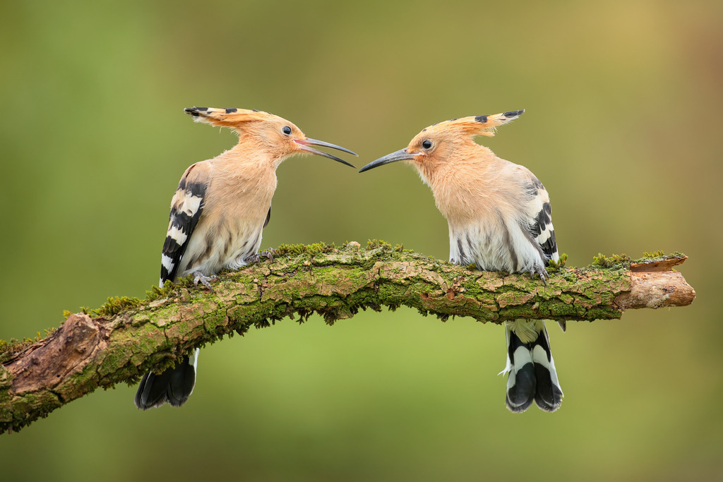 Wandbild: Zweisamkeit der Wiedehopfe | Dieses stimmungsvolle Naturbild zeigt zwei Wiedehopfe, die sich auf einem moosbedeckten Ast gegenüberstehen. Ihre markanten Federhauben und das kontrastreiche Gefieder mit Schwarz-Weiß-Streifen heben sich eindrucksvoll vom weichen, grünen Hintergrund ab. Die Szene strahlt Harmonie, Nähe und die Schönheit wilder Natur aus – ein ideales Motiv für alle Vogelliebhaber und Naturliebhaber. Perfekt geeignet als stilvolles Wandbild für Wohnzimmer, Schlafzimmer oder Arbeitszimmer.