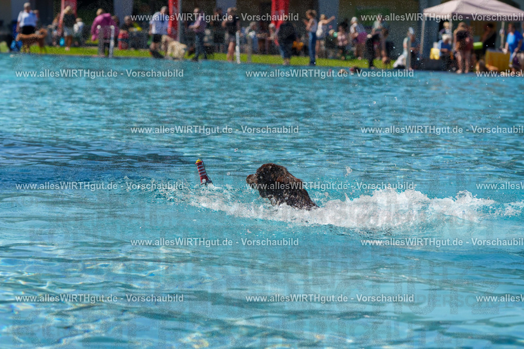 allesWIRTHgut Tierfotografie - allesWIRTHgut.de - FAY00450 | Professionelle Tierfotografie in Mönchengladbach von Daniel Wirth (allesWIRTHgut). Liebevolle & natürliche Bilder von Hunden & Katzen für unvergessliche Erinnerungen.