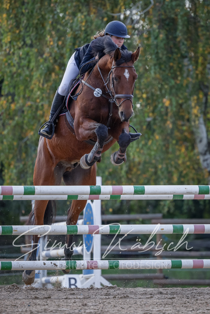 20251012-_3LI5551 | Tierfotografie Pferde, Hunde, Katzen, Haustiere.
Turnierfotografie Reitturniere, Reiten, Springreiten, Dressur in Hanau, dem Main-Kinzig-Kreis und dem Rhein-Main- Gebiet um Frankfurt