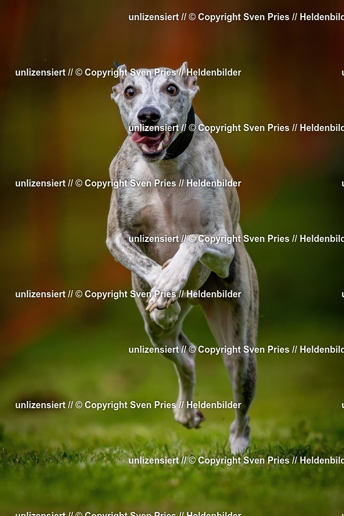 Sven Pries | 2024-09-22 - Hunderennen Baden-BadenPudelverein - Realisiert mit Pictrs.com