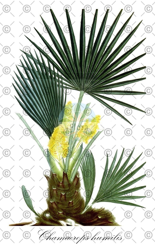 HistAbb_wfo-0000839941_2_ENZY_Simple | Historische Abbildung von Chamaerops humilis - Arecaceae | Historical Illustration of Chamaerops humilis - Arecaceae
