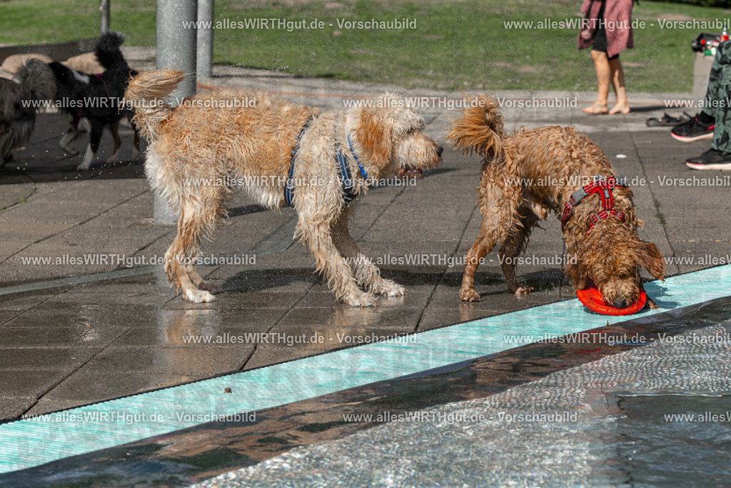 Hundeschwimmen_Volksbad_2026-allesWIRTHgut_Tierfotografie-2609061533-FAY07276 | Professionelle Tierfotografie in Mönchengladbach von Daniel Wirth (allesWIRTHgut). Liebevolle & natürliche Bilder von Hunden & Katzen für unvergessliche Erinnerungen.