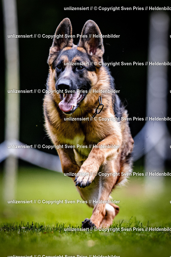 Sven Pries | 2025-10-03 - Hunderennen Obergrombach - Realisiert mit Pictrs.com