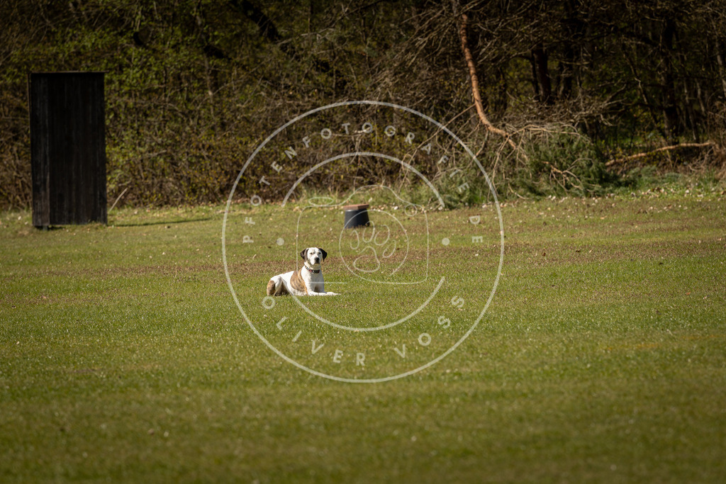Pfotenfotografie_DV3A0741 | Hundefotografie, Tierfotograf, Pfotenfotografie, Fotoshooting Hund, Hunde Portrait, Hundesport, Hundeportraits, Heideshooting, Hunde, Sportfotograf, Hundefotograf, Turnierhundsport, THS,  - Realisiert mit Pictrs.com