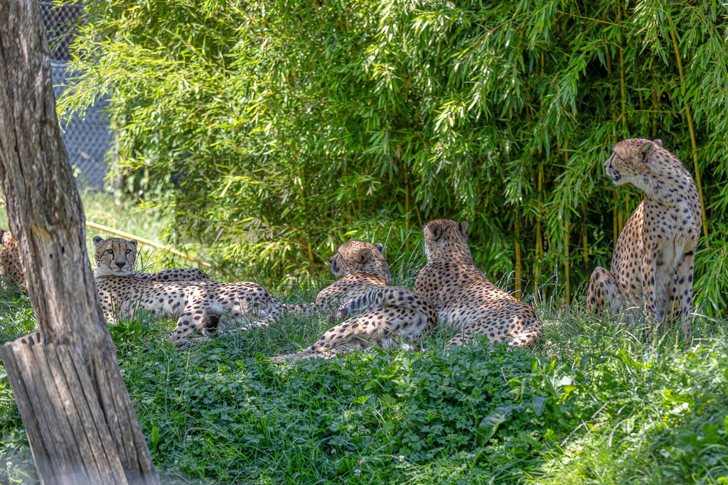 Gepard in Bewegung | Ein Gepard durchstreift das hohe Gras. Kraft, Eleganz und Geschwindigkeit vereinen sich in diesem Moment der Wildtierfotografie. - Realisiert mit Pictrs.com