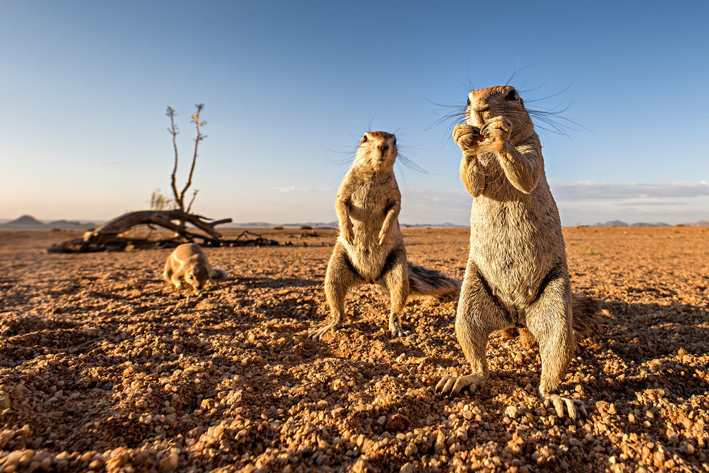 Squirrels | Squirrels in the Namib Desert - Realisiert mit Pictrs.com