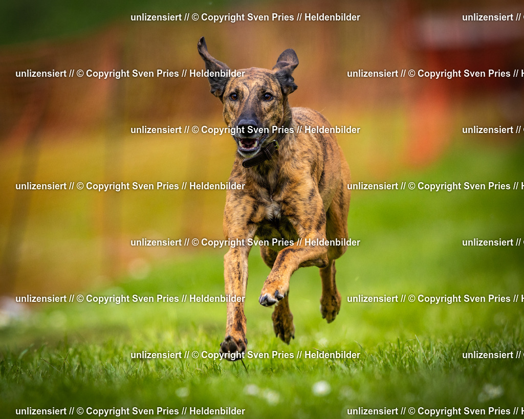 Sven Pries | 2025-04-13 - Hunderennen Baden-Baden - Realisiert mit Pictrs.com