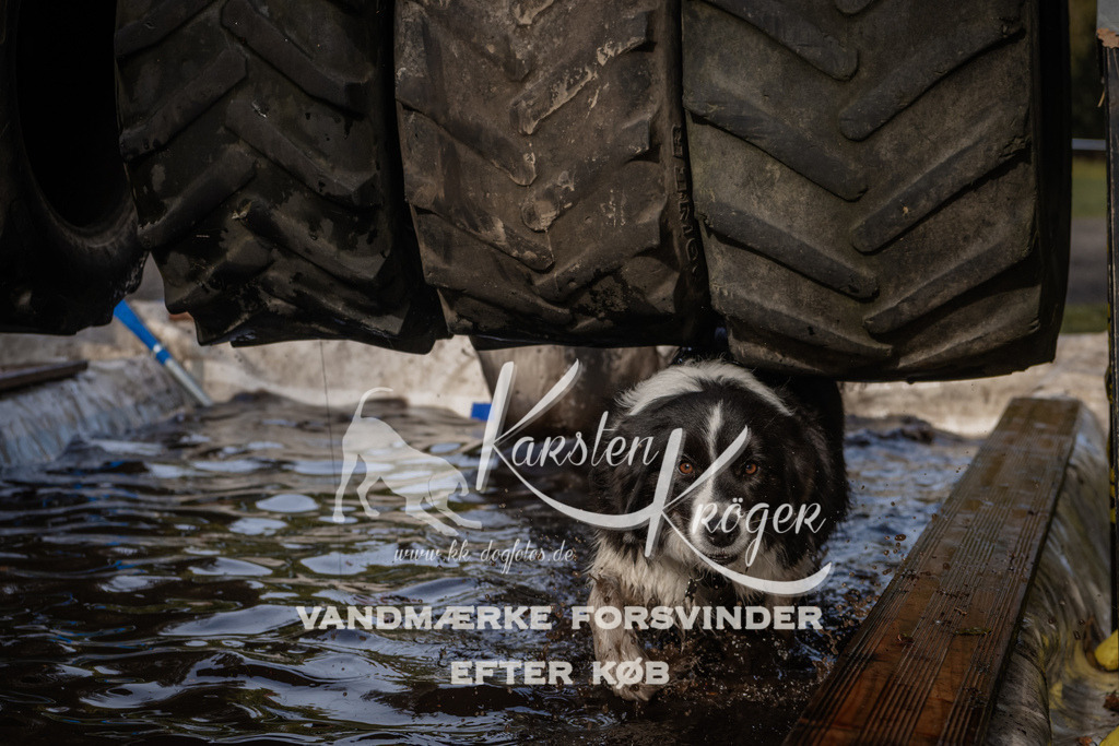 1422_ZZ94393 | kk-dogfotos