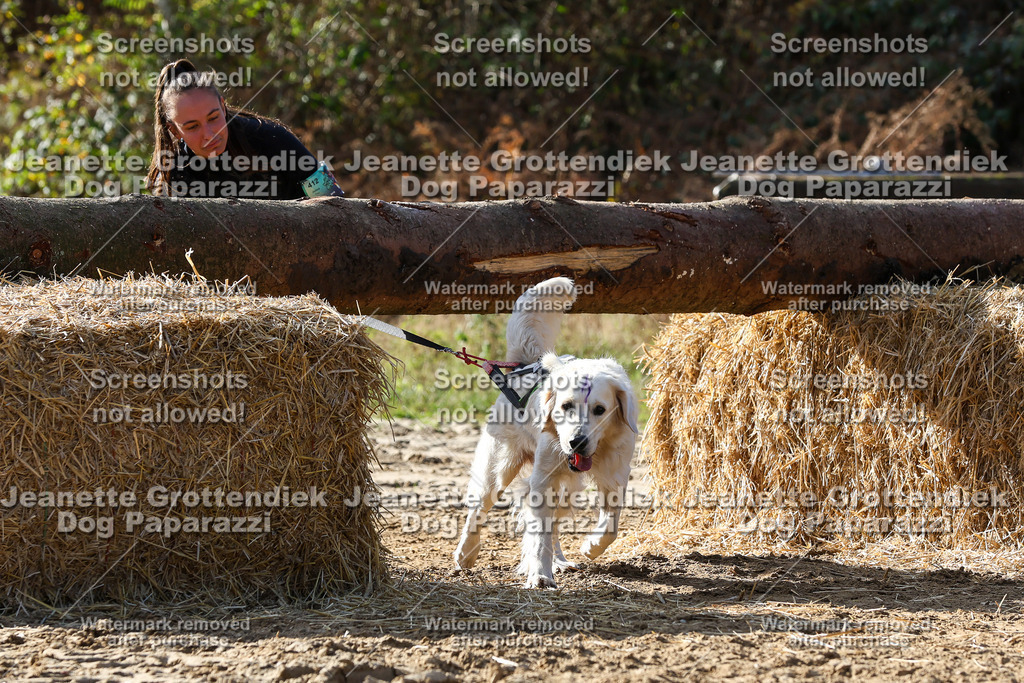 Dog Paparazzi - Strongdog 10-25-5952 | Dog Paparazzi Jeanette Grottendiek Fotografie & Videografie - Realisiert mit Pictrs.com