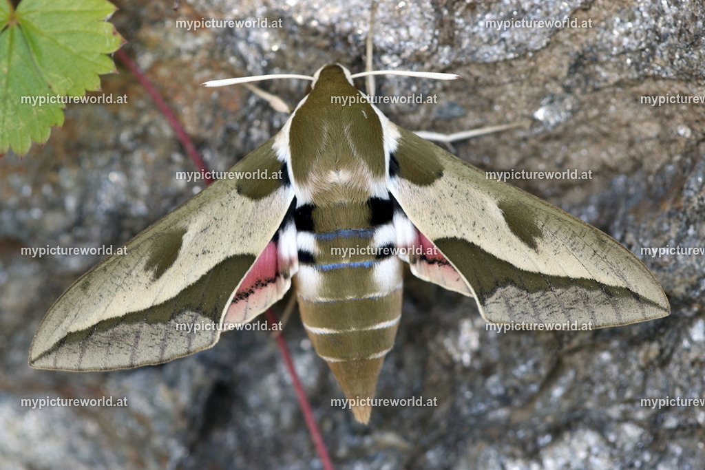 Hyles euphorbiae-042 | Das Bilderarchiv über Tiere, Planzen und Landschaften. In der Bilddatenbank finden Sie ein große Auswahl an hochwertigen Bilder für Ihre Werbung - Realisiert mit Pictrs.com