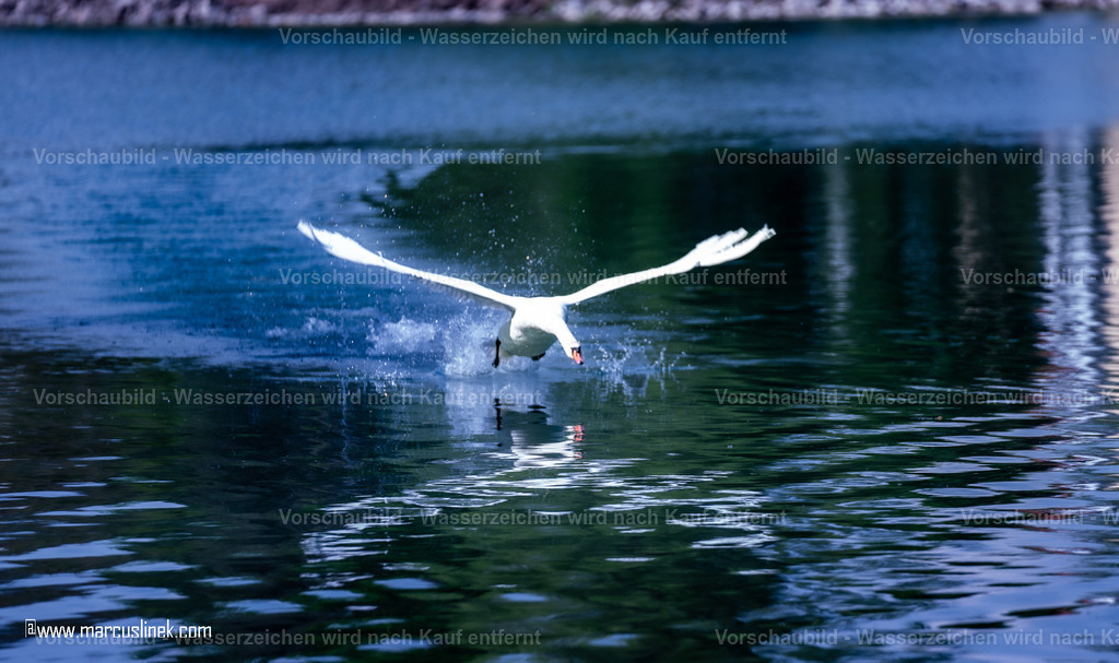 DSC01113-Enhanced-NR | marcuslinek