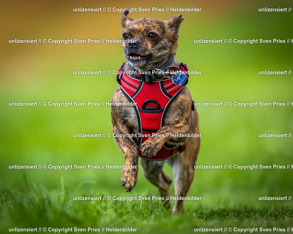 Sven Pries | 2025-04-13 - Hunderennen Baden-Baden - Realisiert mit Pictrs.com