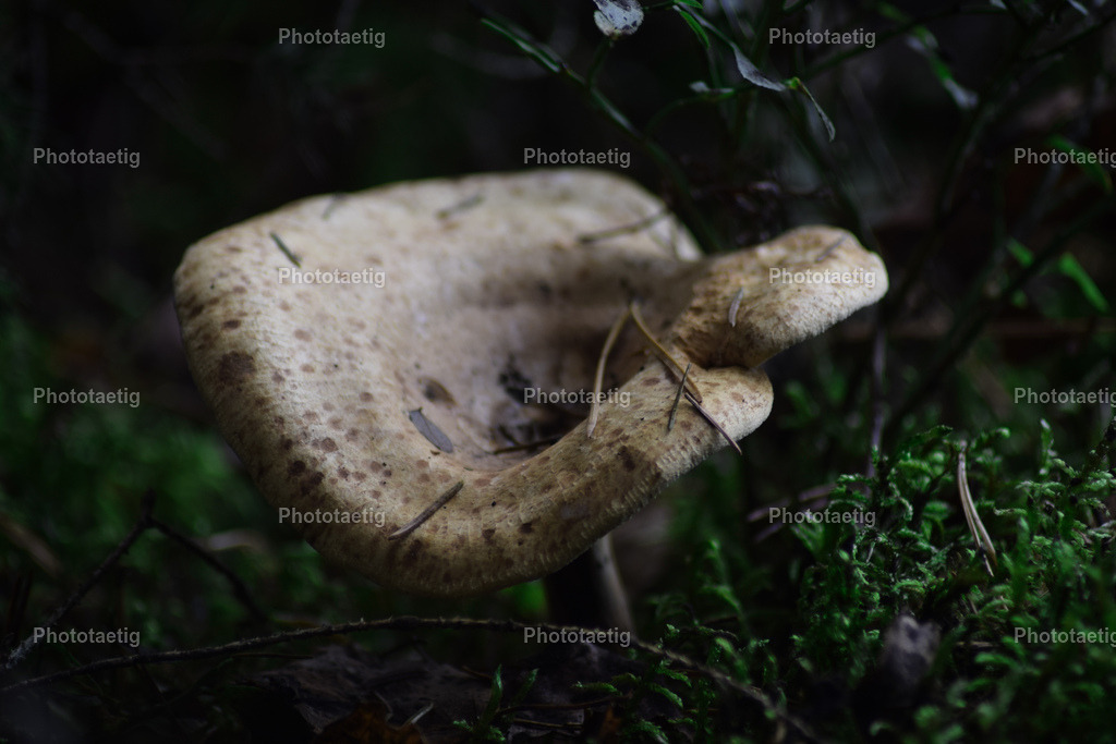 IMG_3725 | phototaetig